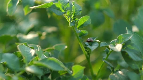 Colorado potatis skalbagge på ett potatisblad. Skadedjur förstör en gröda på fältet. Parasiter inom jordbruket. — Stockvideo