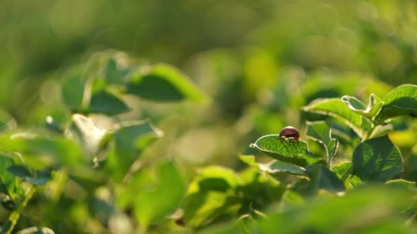 Escarabajo de la papa de Colorado en una hoja de patata. Las plagas destruyen una cosecha en el campo. Parásitos en la agricultura . — Vídeos de Stock