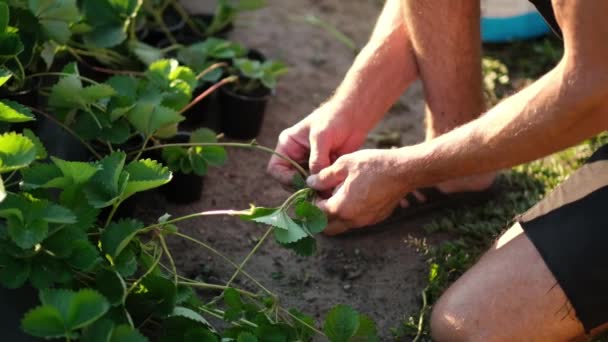 Cultivar morangos por um jardineiro. Jardim de legumes com arbustos de morango. Jardim do quintal no verão. Jardinagem Eco amigável . — Vídeo de Stock