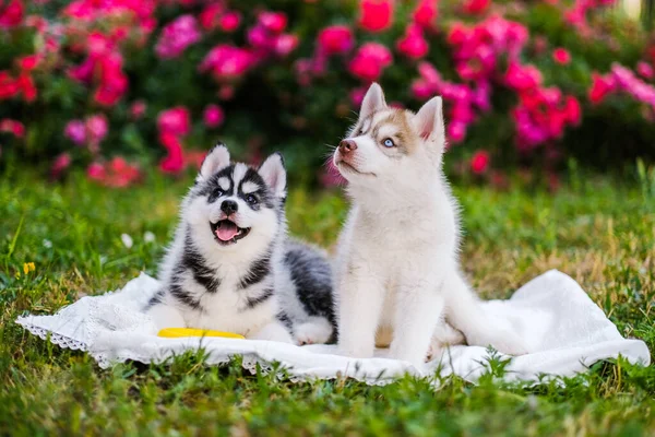 Gelukkige Siberische husky puppies poseren buiten. Super schattige puppies poseren. — Stockfoto