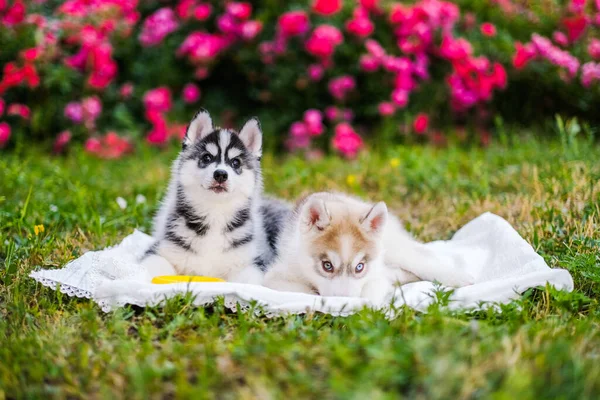 Gelukkige Siberische Husky Puppies Poseren Buiten Super Schattige Puppies Poseren — Stockfoto
