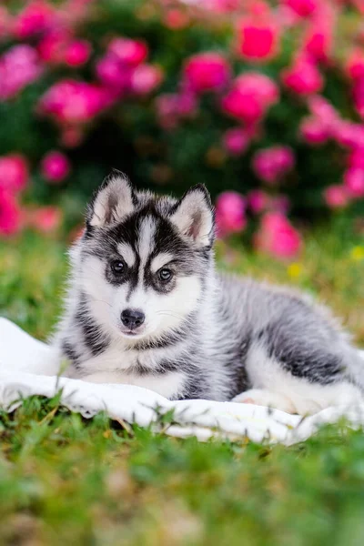 Bellissimo Cucciolo Husky Siberiano Uno Sfondo Fiori — Foto Stock
