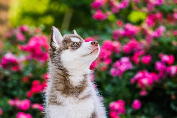Schöne Sibirische Husky Welpen Auf Einem Hintergrund Aus Blumen — Stockfoto