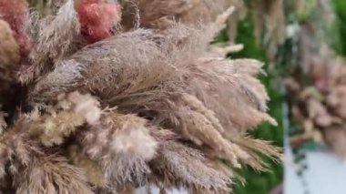 Pampas otu. Çimler rüzgarda sallanıyor. Bitkiler rüzgarda yavaş hareket eder. Ağır çekim. Düğün dekoru, tarz 2020