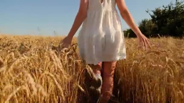 若い娘は喜んで黄色の畑をゆっくりと歩き手で小麦の耳に触れています。麦畑で自然と太陽の光を楽しむ美しいのんきな女性 — ストック動画