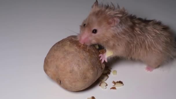 Хом'як гризе сиру картоплю і ховає її смішно на щоці — стокове відео