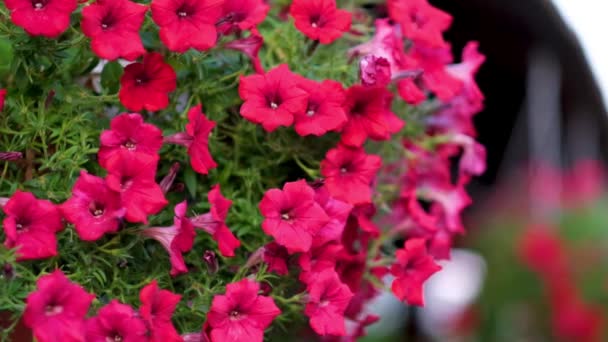 Καλάθια με κρεμαστά λουλούδια πετούνιας στο μπαλκόνι. Πετούνια σε καλλωπιστικά φυτά. — Αρχείο Βίντεο