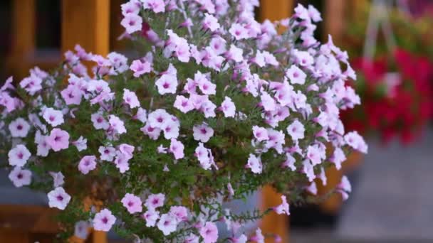 Cestas de flores petúnias penduradas na varanda. Petúnia flor em planta ornamental. — Vídeo de Stock