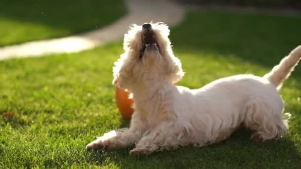 Herrchen Und Gehorsamer Hund Kluger Hund Führt Freudig Befehle Aus — Stockvideo