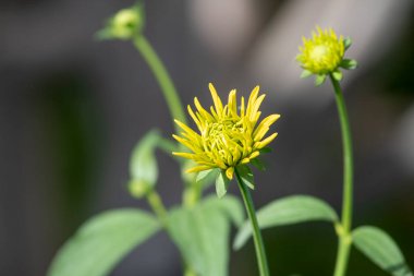 Bulanık arkaplana odaklanmış sarı çiçek 