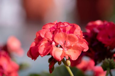 Bulanık arkaplana odaklanmış pembe çiçek 