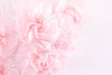 Pembe karanfil çiçek buketi açık pembe renkli üzerinde. yumuşak filtre.