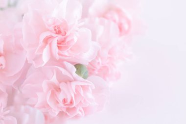 Pembe karanfil çiçek buketi açık pembe renkli üzerinde. yumuşak filtre.