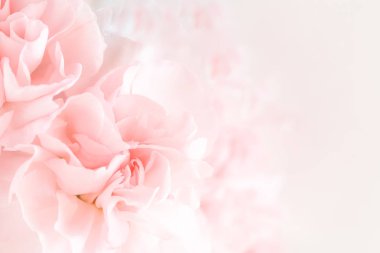 Pembe karanfil çiçek buketi açık pembe renkli üzerinde. yumuşak filtre.