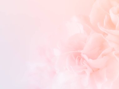 Pembe karanfil çiçek buketi açık pembe renkli üzerinde. yumuşak filtre.