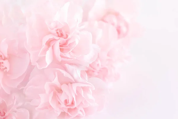 Pembe karanfil çiçek buketi açık pembe renkli üzerinde. yumuşak filtre.