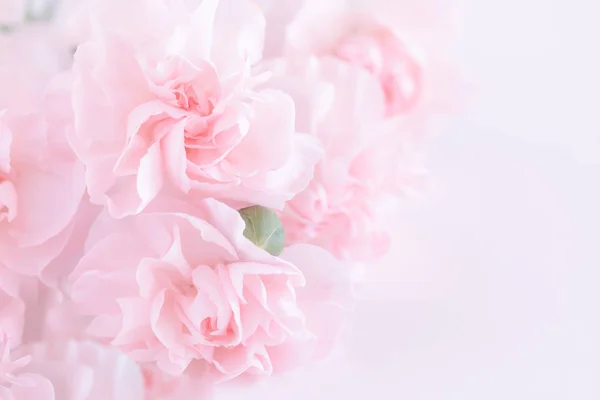 Pembe karanfil çiçek buketi açık pembe renkli üzerinde. yumuşak filtre.