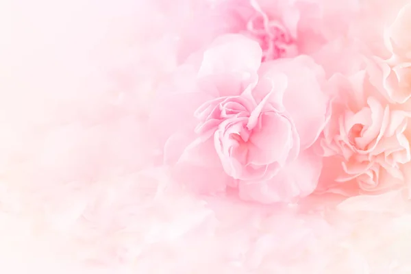 Pembe karanfil çiçek buketi açık pembe renkli üzerinde. yumuşak filtre.