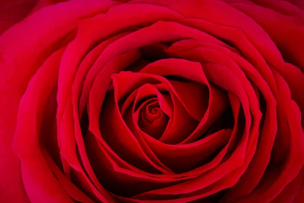 Kırmızı Gülleri Kapatın — Stok fotoğraf