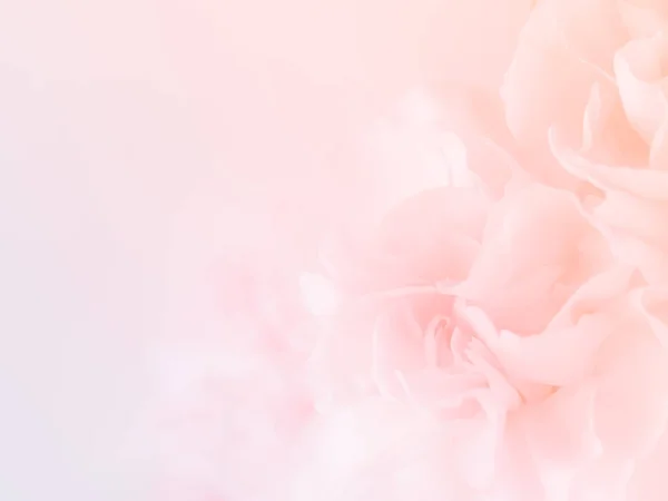 Pembe karanfil çiçek buketi açık pembe renkli üzerinde. yumuşak filtre.