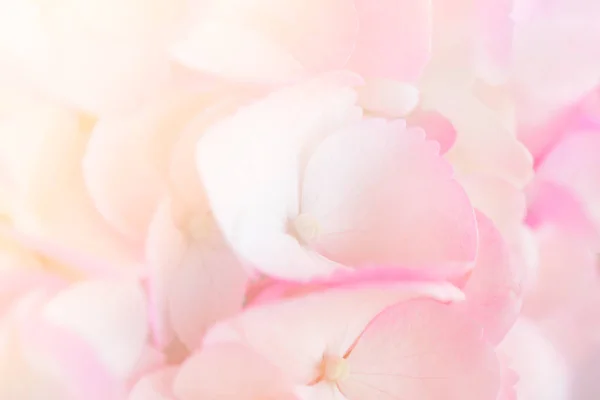 Ortanca arka planı için bahçede bir grubu kapat.