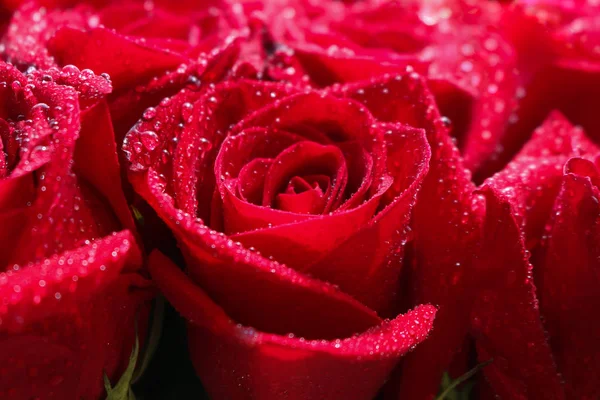 Close Red Roses Water Drops — Stock Photo, Image