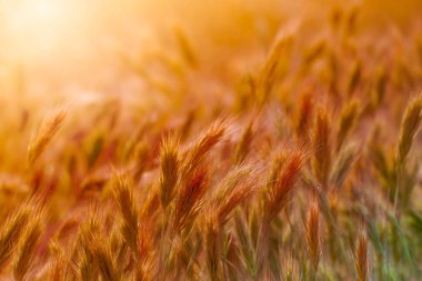 Gün batımında çayırda çim çekirdeği sapları yakın.