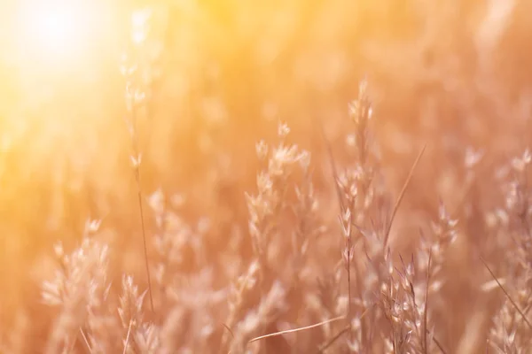 Gün batımında çayırda çim çekirdeği sapları yakın.