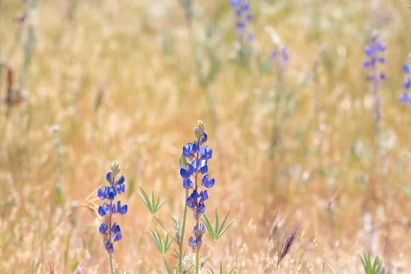 Lupinen Wildblumen Blühen Der Wüste Südwesten Usa — Stockfoto