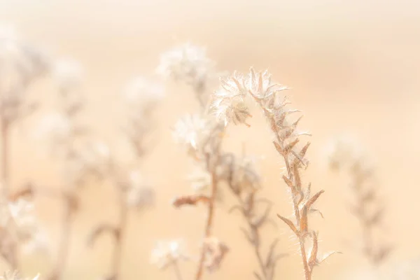 夕暮れ時の牧草地で草の種の茎のクローズアップ — ストック写真