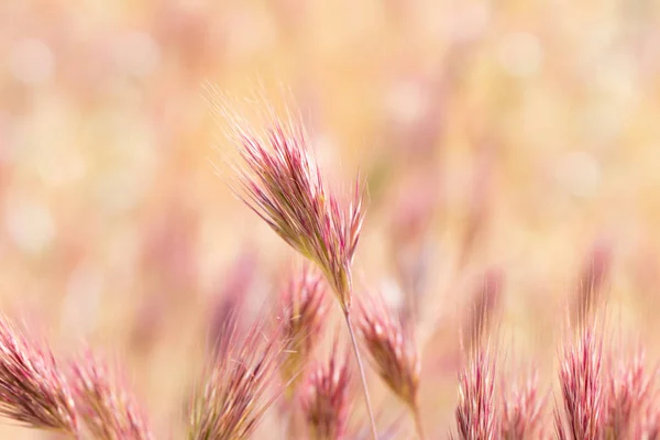 夕暮れ時の牧草地で草の種の茎のクローズアップ — ストック写真