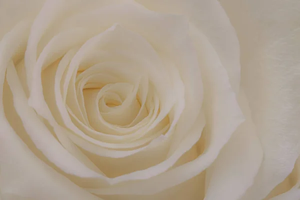 Zblízka Krásné Bílé Růže — Stock fotografie