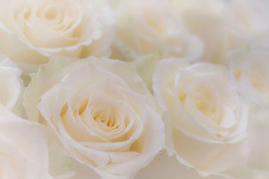 Güzel beyaz güllerin yakın çekim.