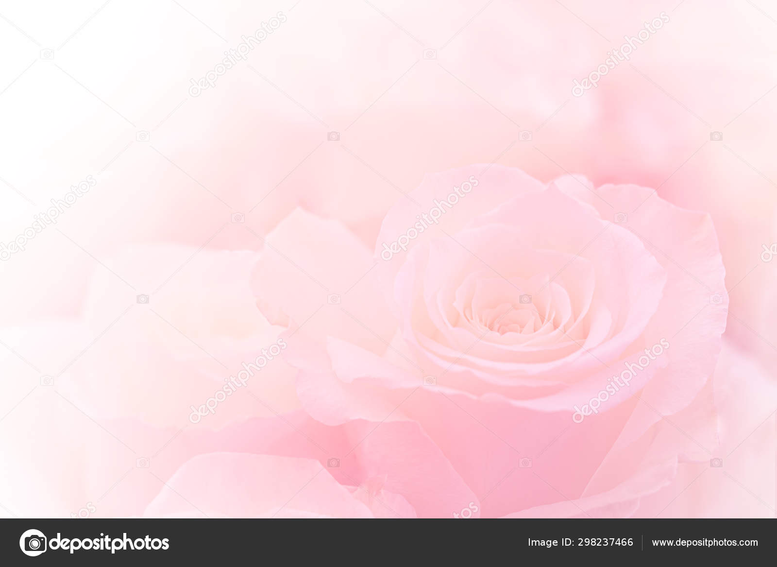 Hoa hồng màu hồng nhạt trên nền màu nhạt tạo nên một khung cảnh đầy màu sắc và đẹp mắt. Hãy chiêm ngưỡng hình ảnh này để cảm nhận sự tinh tế và quyến rũ của hoa hồng màu hồng nhạt.