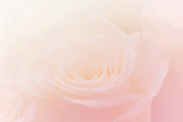 Rosa Rosor Blommor Bukett Ljusrosa Bakgrund Mjukt Filter Royaltyfria Stockfoton