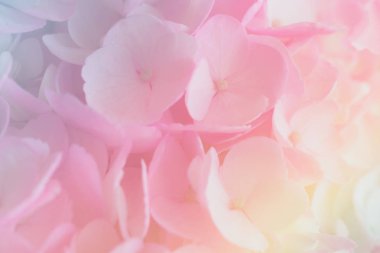 Arka plan için bulanıklık tarzında yumuşak pastel renkli ortanca