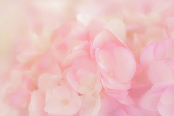 Hydrangea Soft Pastel Color Blur Style Background Stock Image