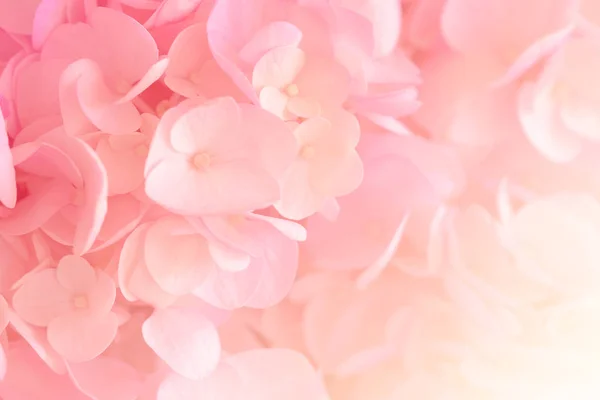 Hydrangea Soft Pastel Color Blur Style Background Royalty Free Stock Images
