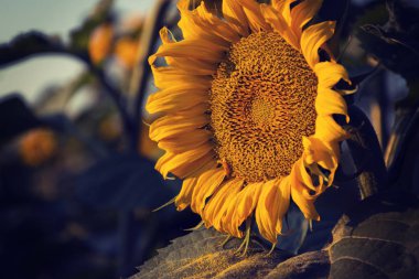Sunflower on tne Sunset clipart