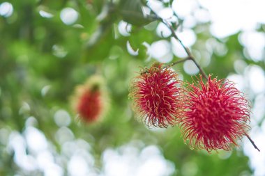 Arka planda rambutan yapraklarından bulanık bir ışıktır.