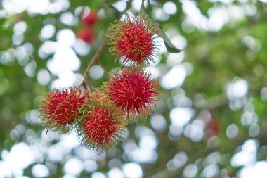 Arka planda rambutan yapraklarından bulanık bir ışıktır.