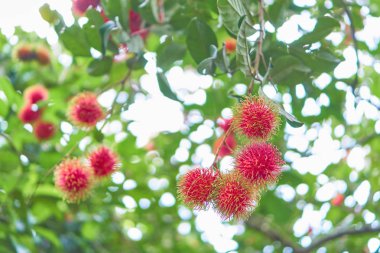 Arka planda rambutan yapraklarından bulanık bir ışıktır.