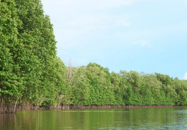 Mangrov ormanları Tayland mangrov orman.
