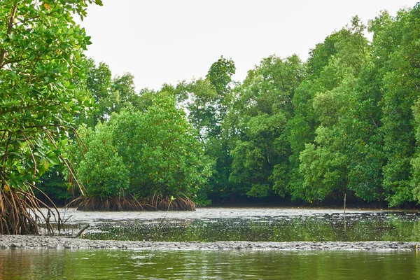 Mangrov ormanları Tayland mangrov orman.