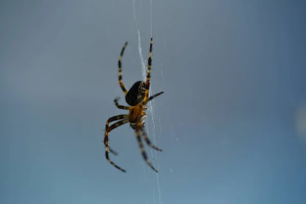 Aranha Web Inseto Macro — Fotografia de Stock