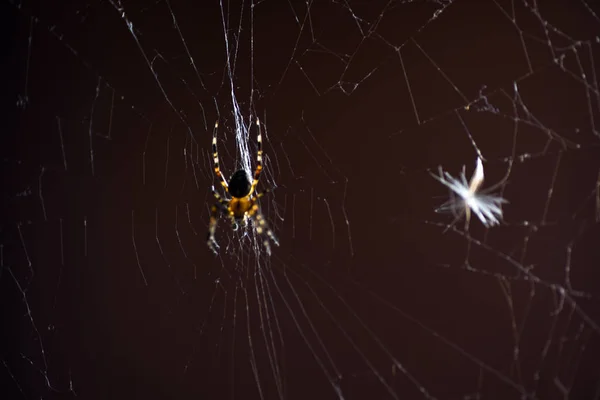 Makro Spinnennetzinsekten — Stockfoto