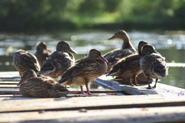 Güneş Nehri üzerinde ördek yavrusu