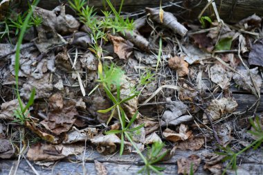 Arka plan kuru ağaç, orman