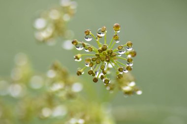 Makro yağmur dereotu baharat Bahçe