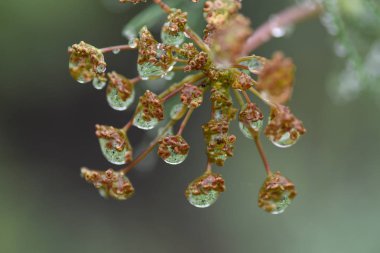 Makro yağmur dereotu baharat Bahçe